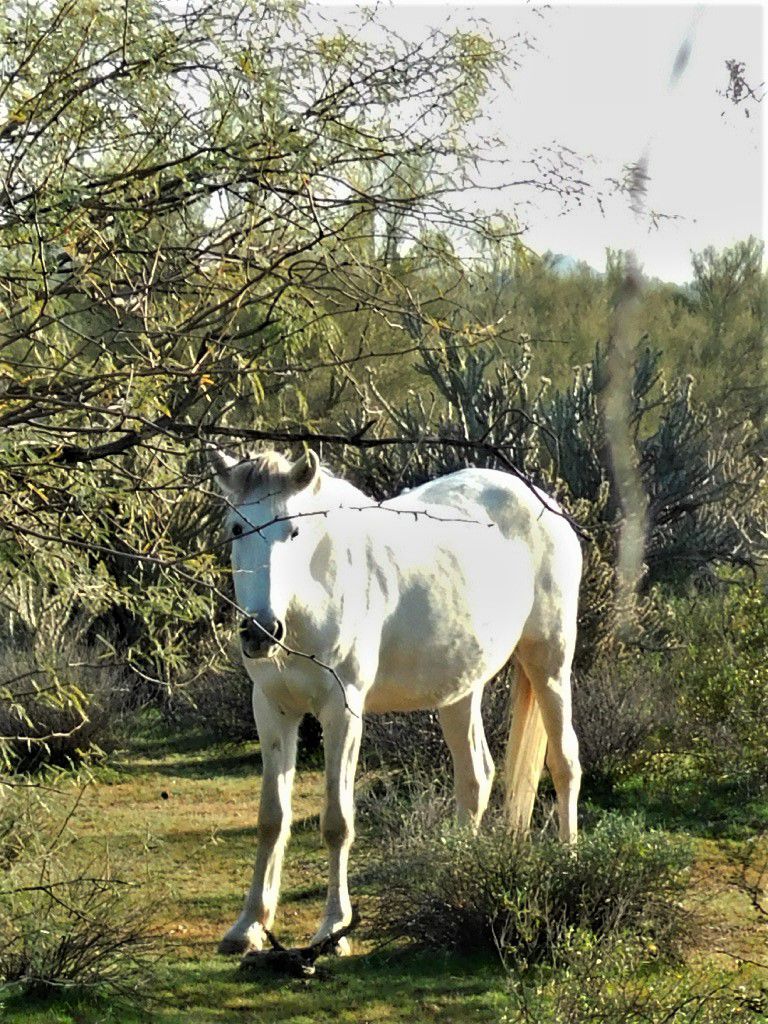 Salt River Horse